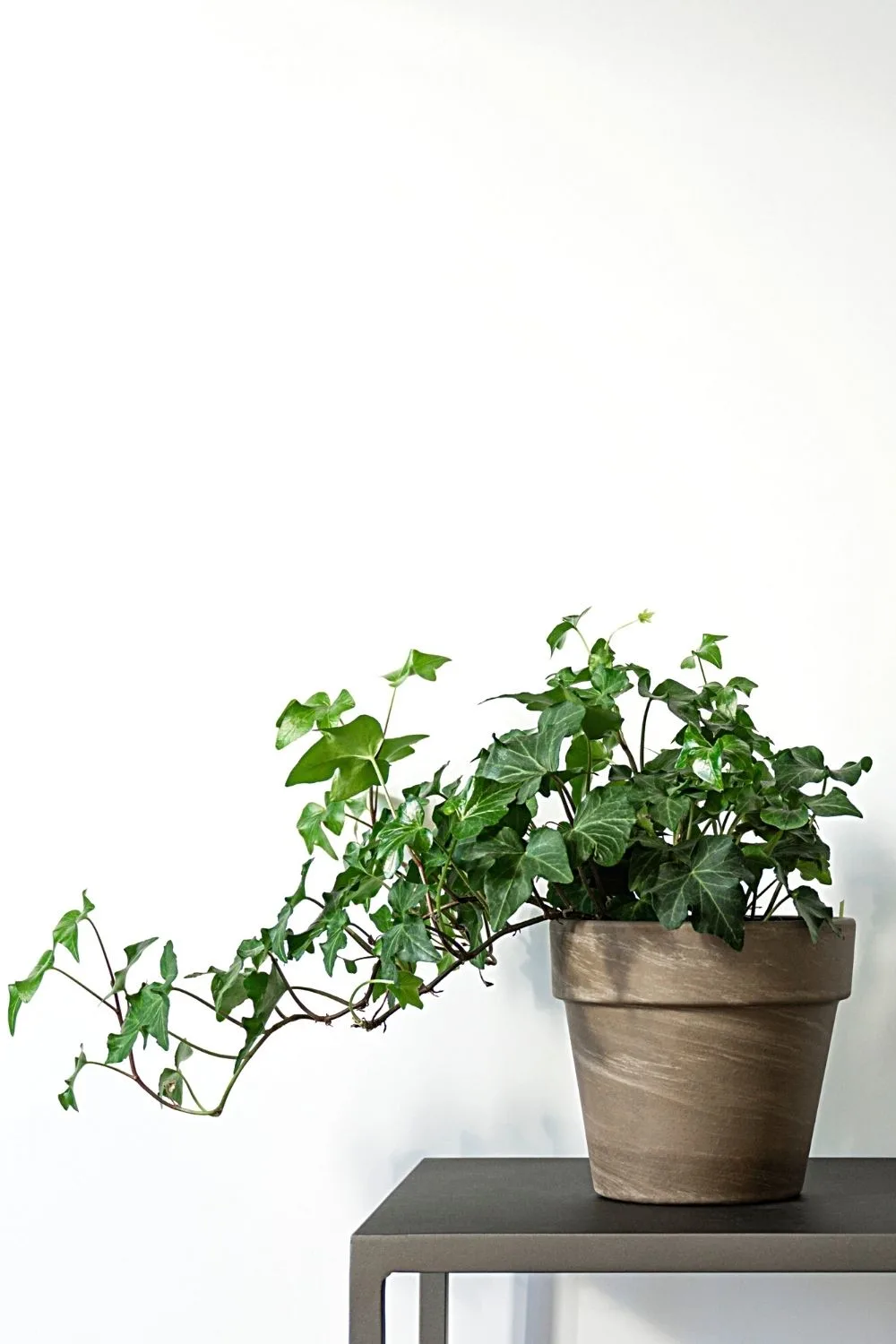 English Ivy can tolerate low-light level areas like northwest-facing windows