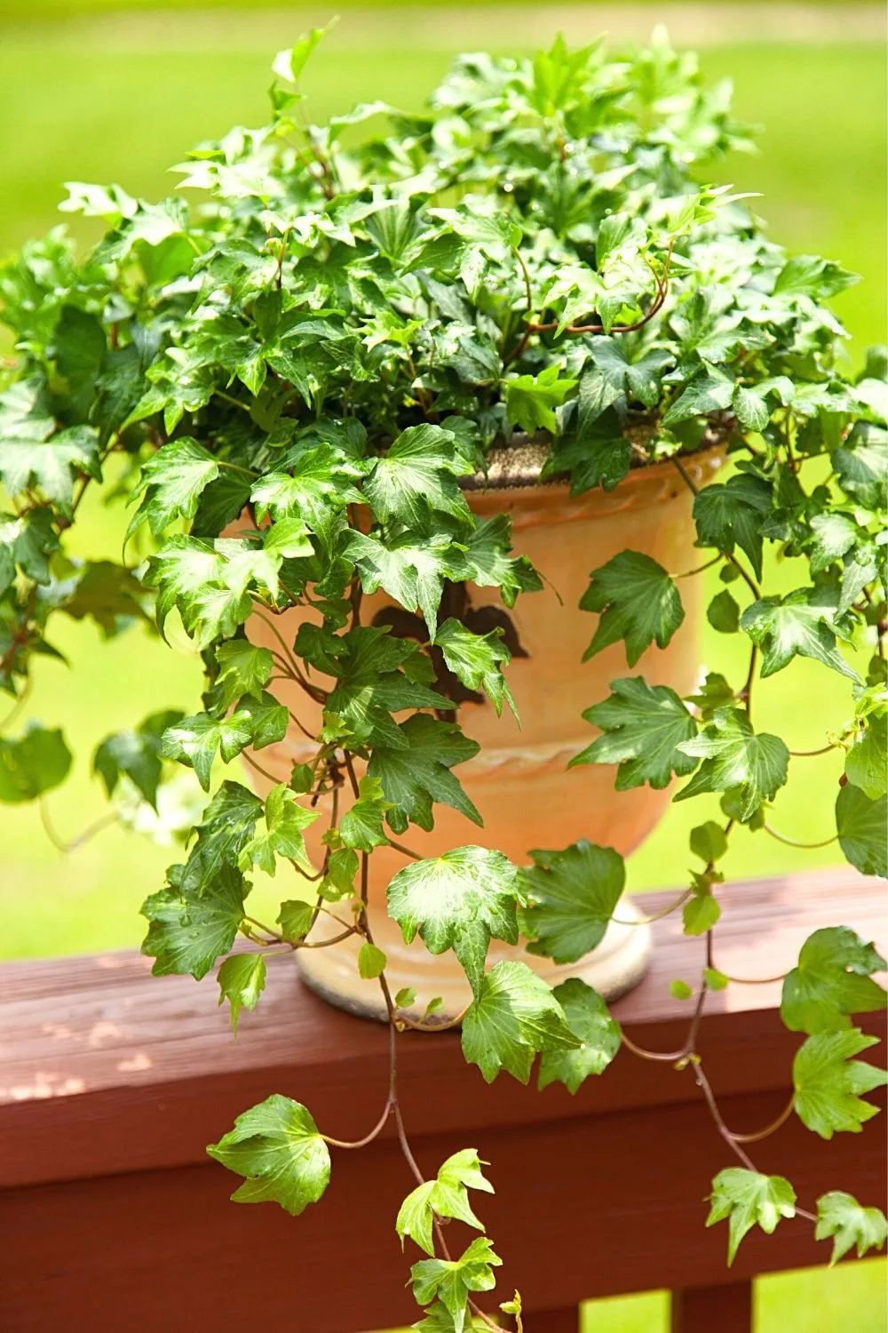 English ivy, known to be an outdoor plant, can be grown on a west-facing balcony close to walls and balconies