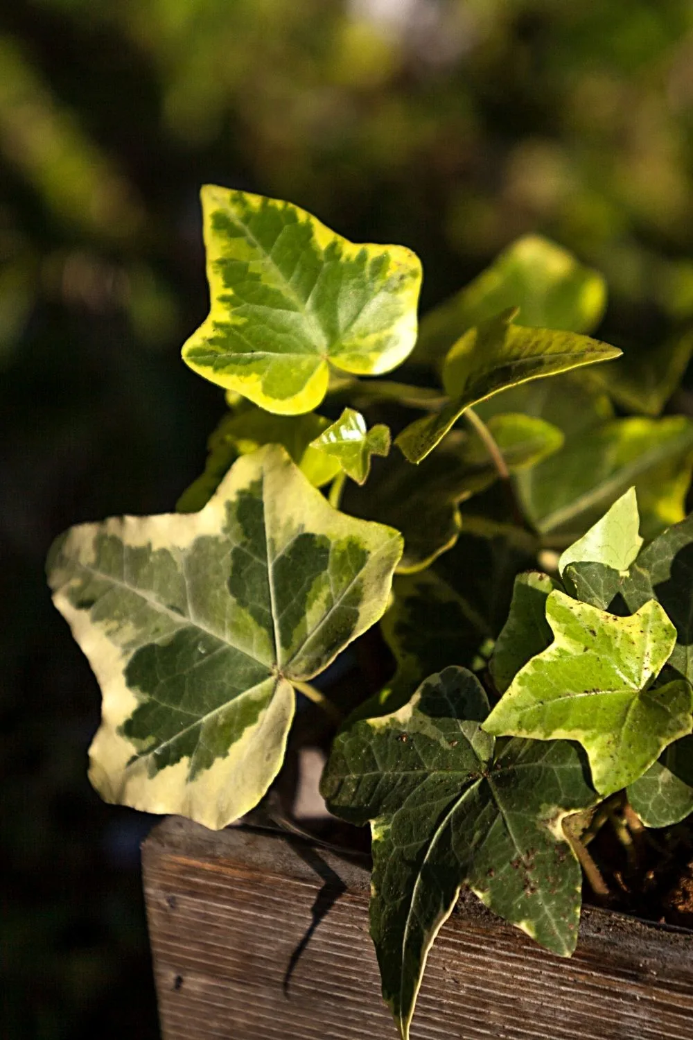 English ivy is a common ivy plant that you can add to your growing northeast-facing window plant collection