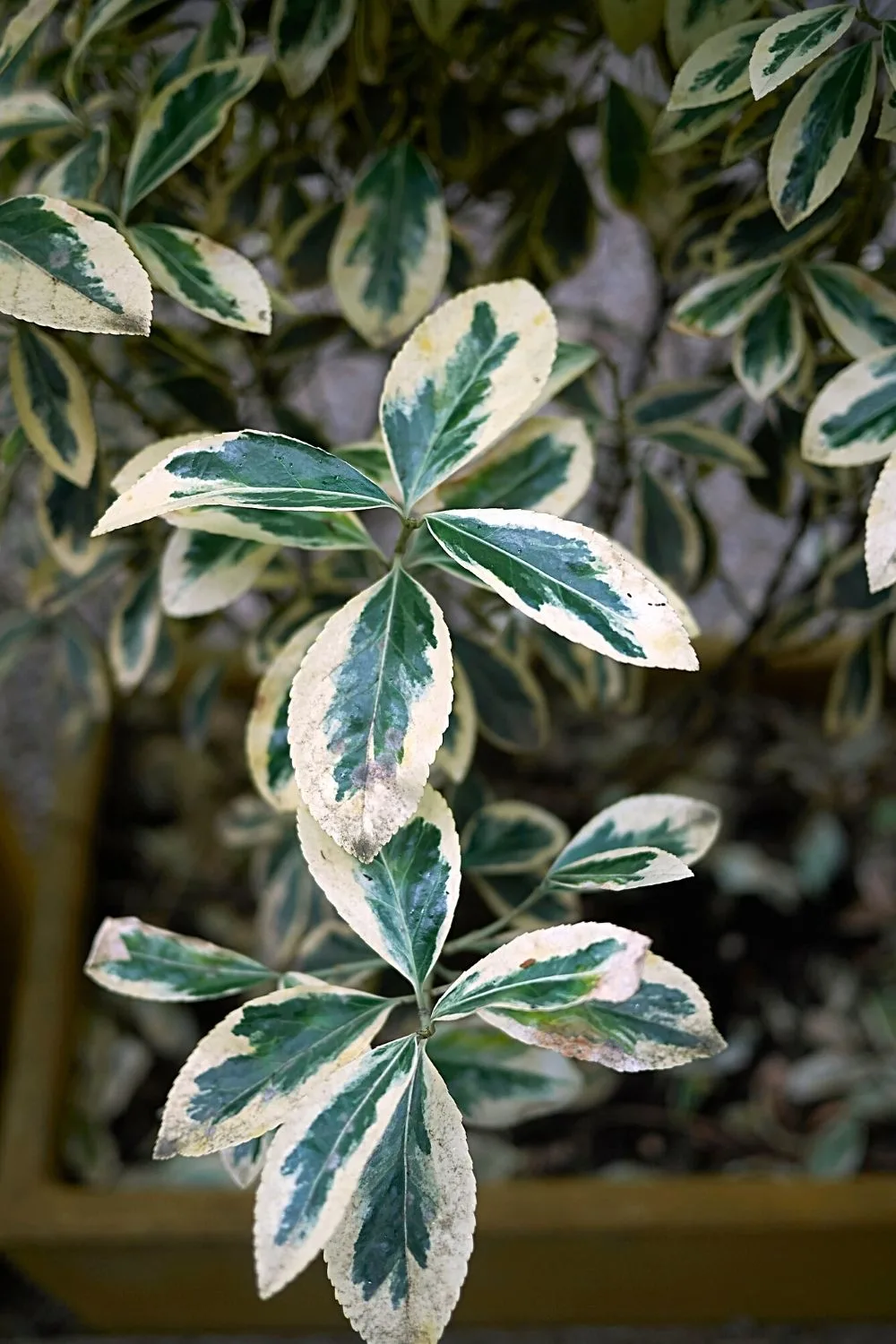 Euonymus Fortunei is a greenish, small white flower you can grow in the north-facing side of the house