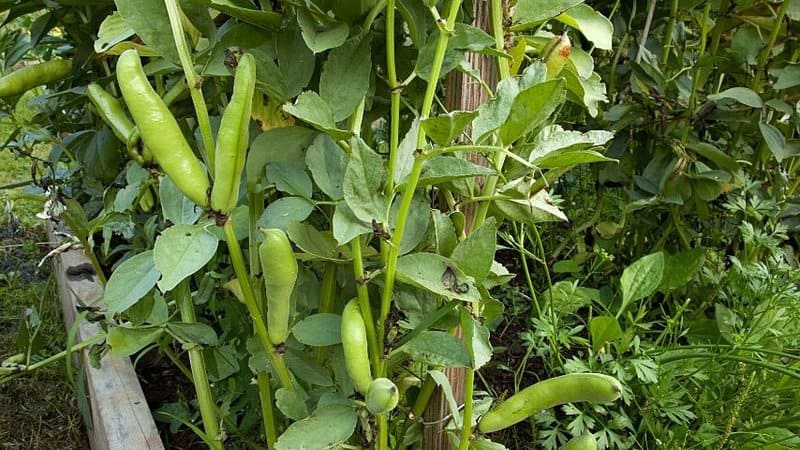 Fava Beans is an easy-to-grow vegetable in a spring garden