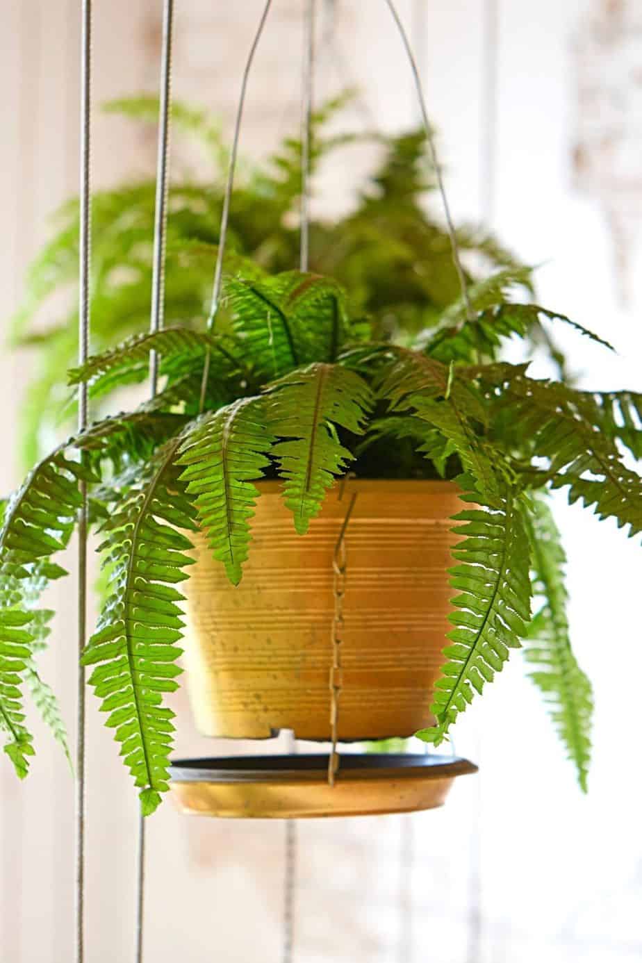 Ferns are stunning plants that you can grow on your east-facing balcony