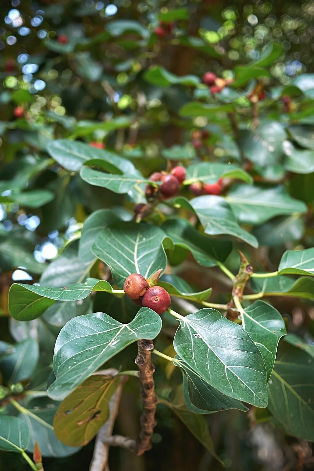 Despite its height when grown in the wild, simply trim your Ficus Audrey if you plan to place it near your southwest-facing window