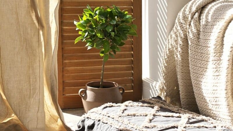 The Ficus Tree is a great addition to your apartment-grown plants as it's capable of thriving both outdoors and indoors