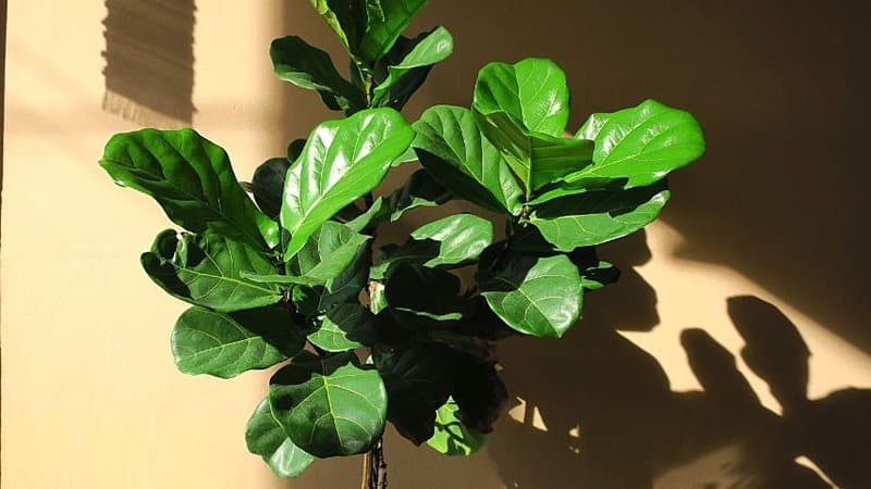 For Fiddle-Leaf Fig to grow well in a hydroponics system, make sure it has enough space to grow and receives the light and water requirements it needs