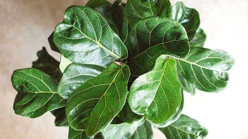 For the Fiddle Leaf Fig Bush to thrive when grown in an apartment, make sure to place it in an area that receives bright sunlight but far away from drafts