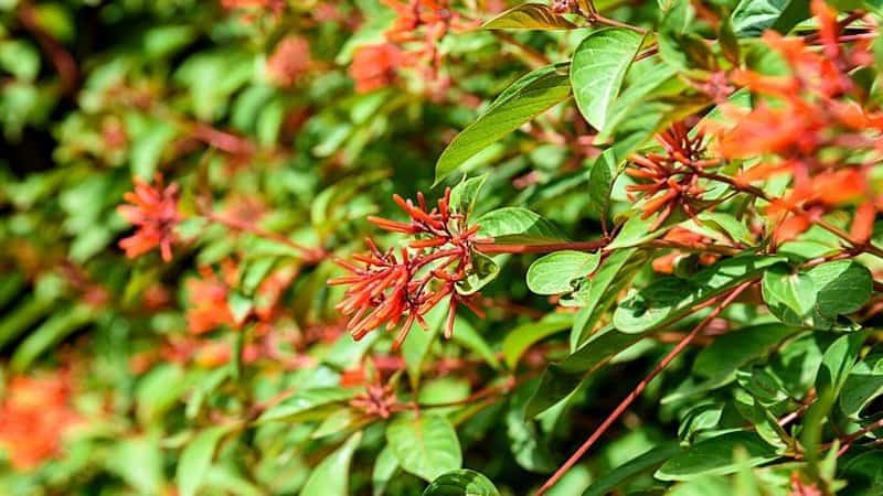 The Firebush (Hamelia Patens), another plant you can grow in Florida, goes by the other name of Scarlet Bush