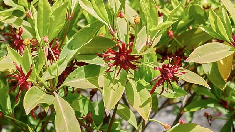 Florida Anise (Illicium floridanum) is a low-maintenance plant you can grow in your garden in Florida