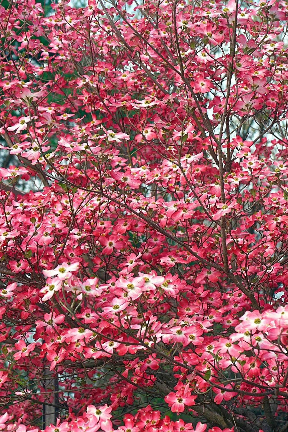 Flowering Dogwood produces small pink flowers that attract birds on your north-facing balconies