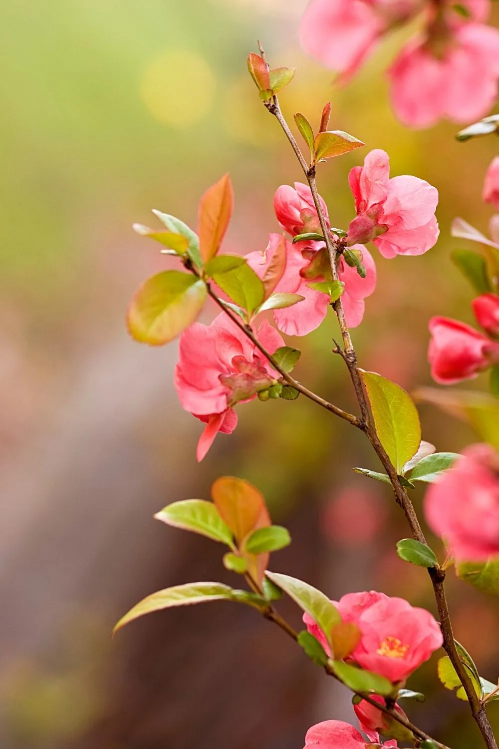 Flowering Quince can tolerate any type of soil, hence, you can grow it on your north-facing balcony