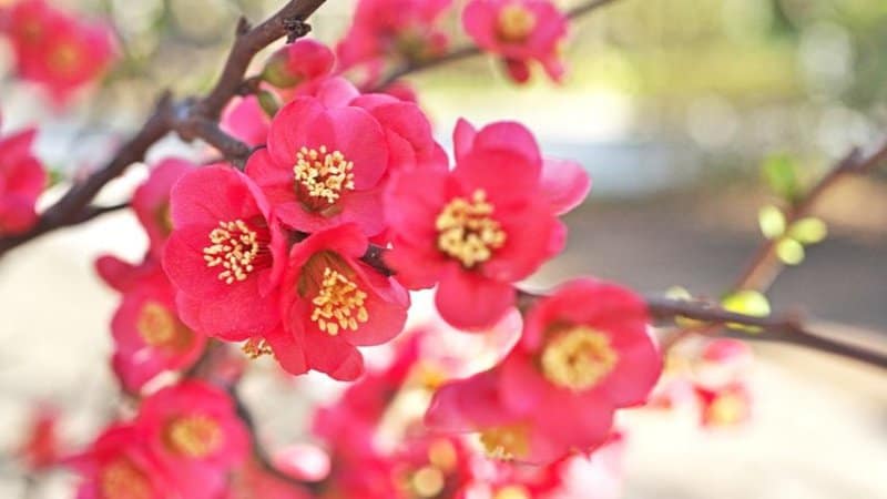 Flowering Quince can thrive in a shaded porch depending on its positioning