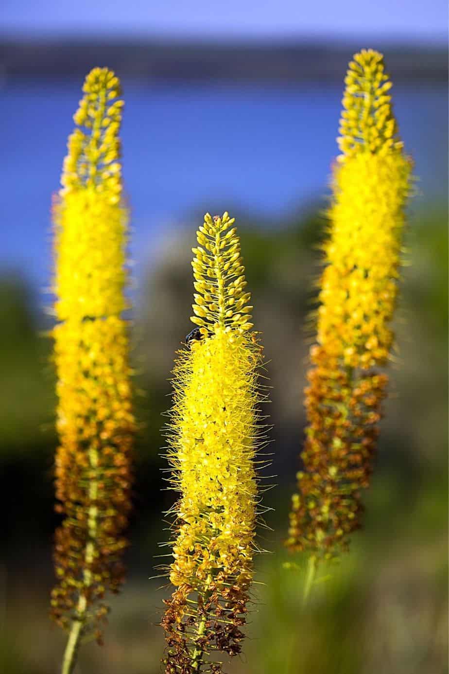 Foxtail Lily, aka Desert Candles, is another plant that you can add to your colorful southeast facing garden