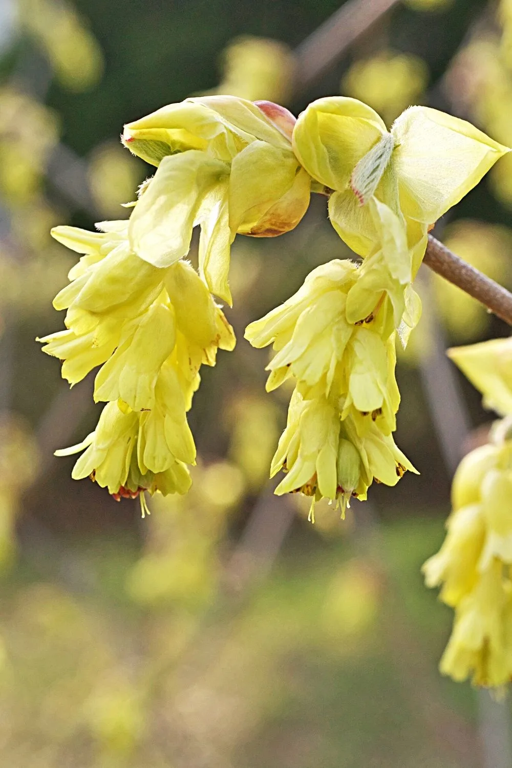 Fragrant Catkins give a light sweet fragrance to the north-facing side of the garden