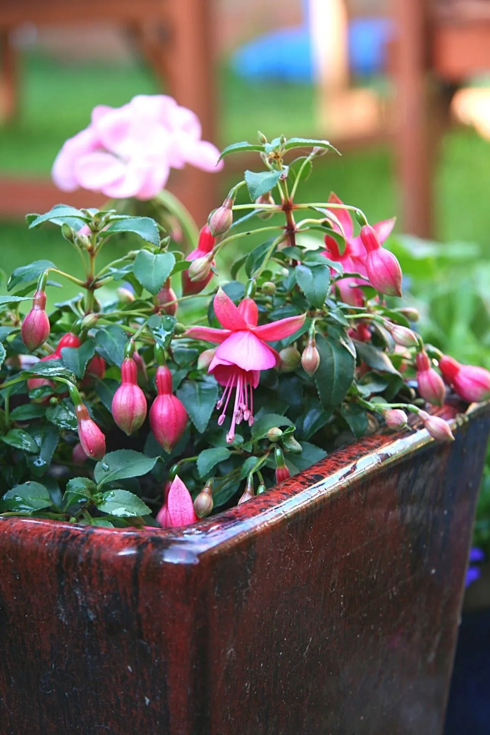 Though it's a common ground plant, Fuchsia can also be grown on a west-facing balcony