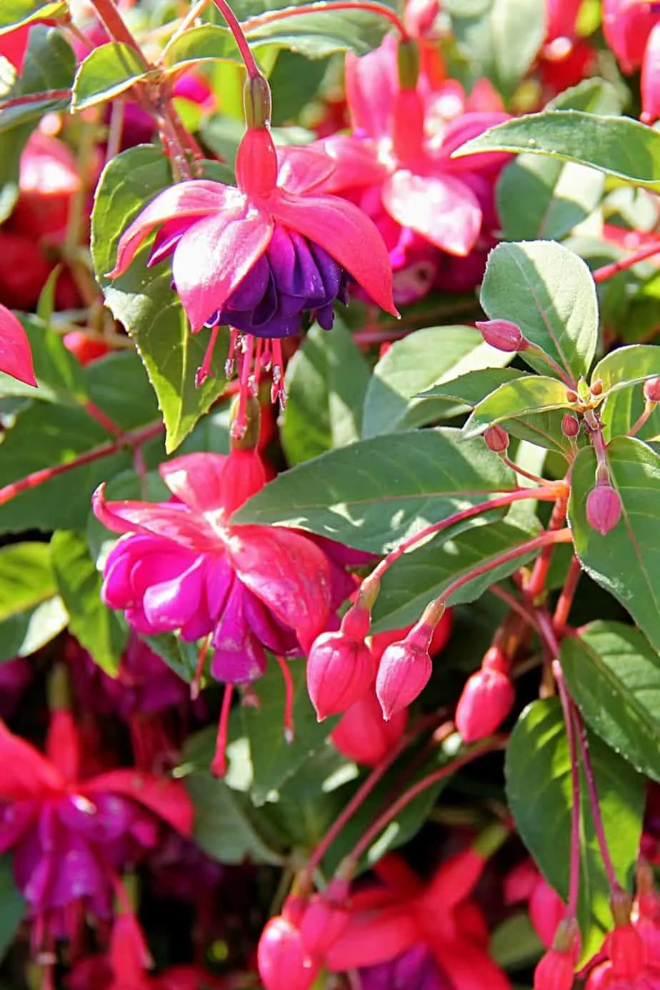 Fuchsia is a top plant choice for privacy if your garden's not well-lit