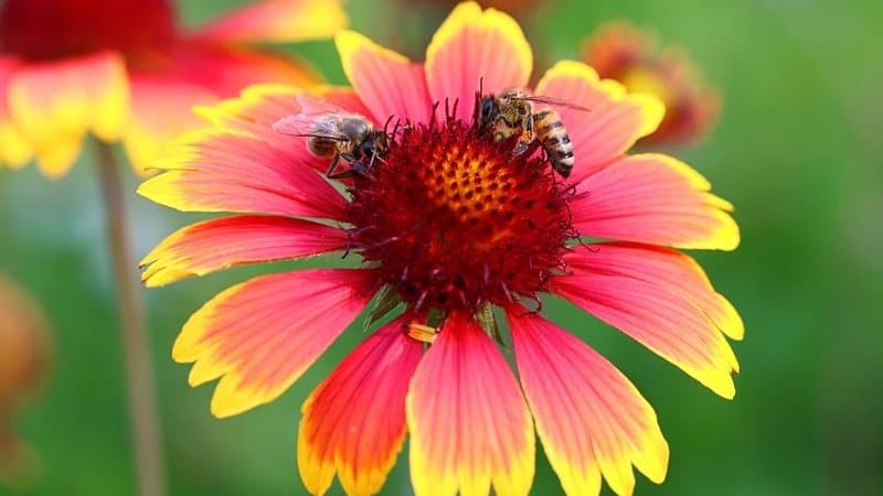 Gaillardia is one of the best plants to grow when you're a beginner as it is easy to maintain and attracts bees to it