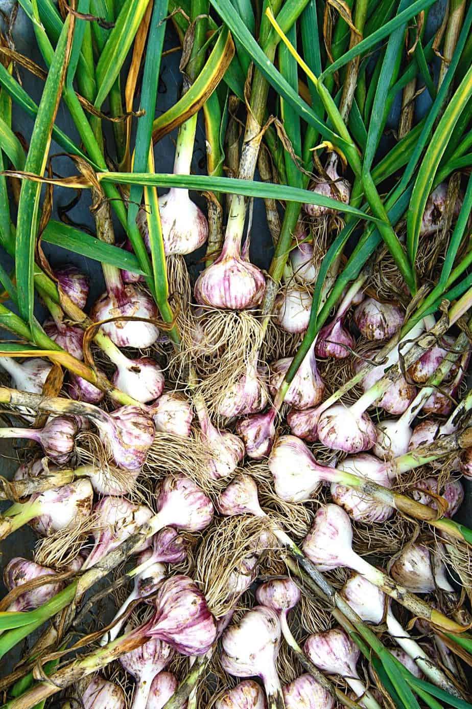 Garlic, one of the most versatile vegetables, can also grow in raised bed gardens
