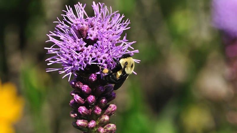 The long-lasting scent of the Gayfeather is what makes bees attracted to it