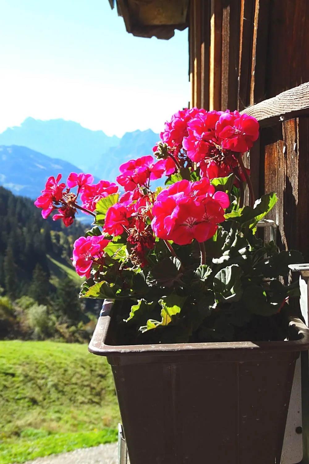Geranium is a colorful plant you can grow by your southeast-facing window