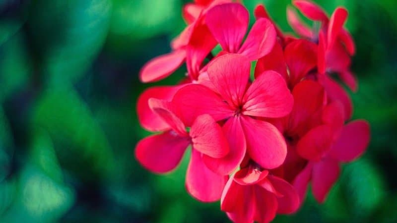 Geraniums is one of the most popular plants that you can grow as bedding plants in your shaded porch