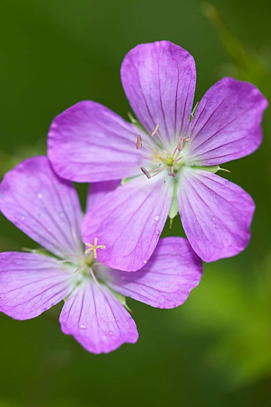 To encourage your Geraniums to bloom in your northeast-facing garden, perform deadheading on them