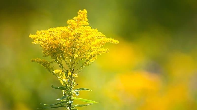 Goldenrod is a very unique flowering plant as it produces nectar before the start of the winter season
