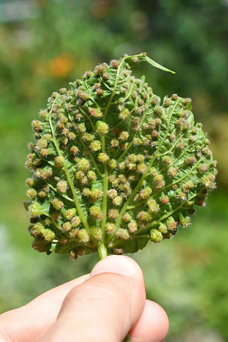 Grape Phylloxera is one type of root aphid