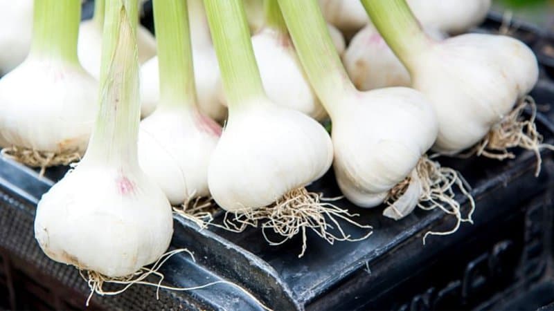 If you're looking for a seasonal vegetable to grow in spring, the Green Garlic is your best choice