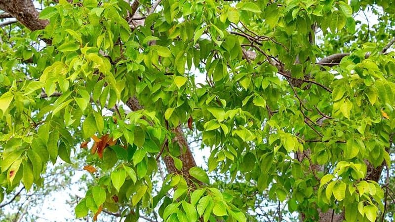 Gumbo-limbo tree (Bursera simaruba) is one tree that you can grow in Florida as it is wind- and heat-tolerant