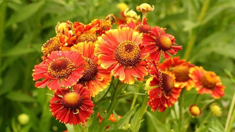 Helenium is another easy-to-grow plant that is capable of attracting bees to it