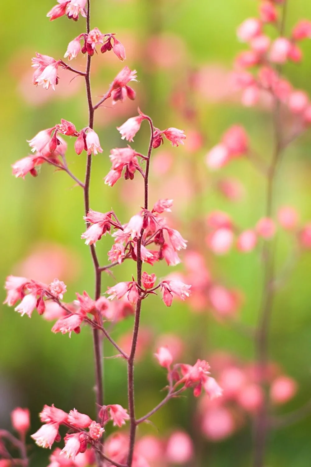 The pink flowers of the Heuchera offer a touch of color to the north-facing side of the house
