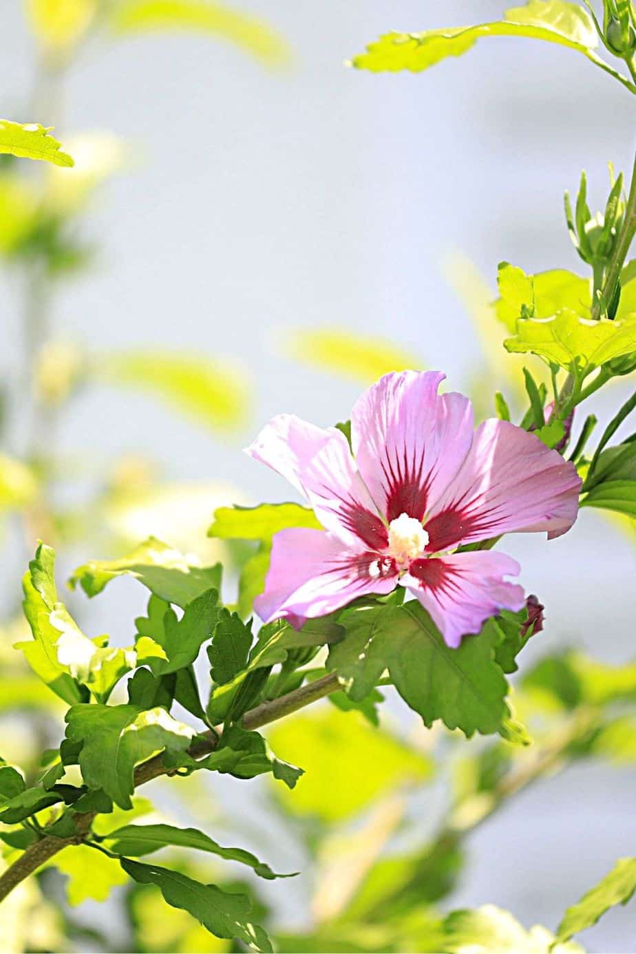 If you're a tropical plant lover, grow Hibiscus by your southeast-facing window