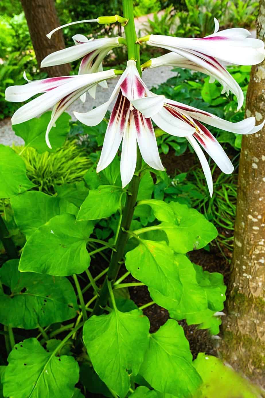 Himalayan Lily has white, trumpet-shaped flowers that is another colorful addition to your southeast facing garden