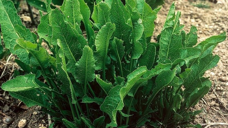 If you're planning to plant Horseradish (Armoracia rusticana) in your vegetable garden, it's better to do so in a planting pot