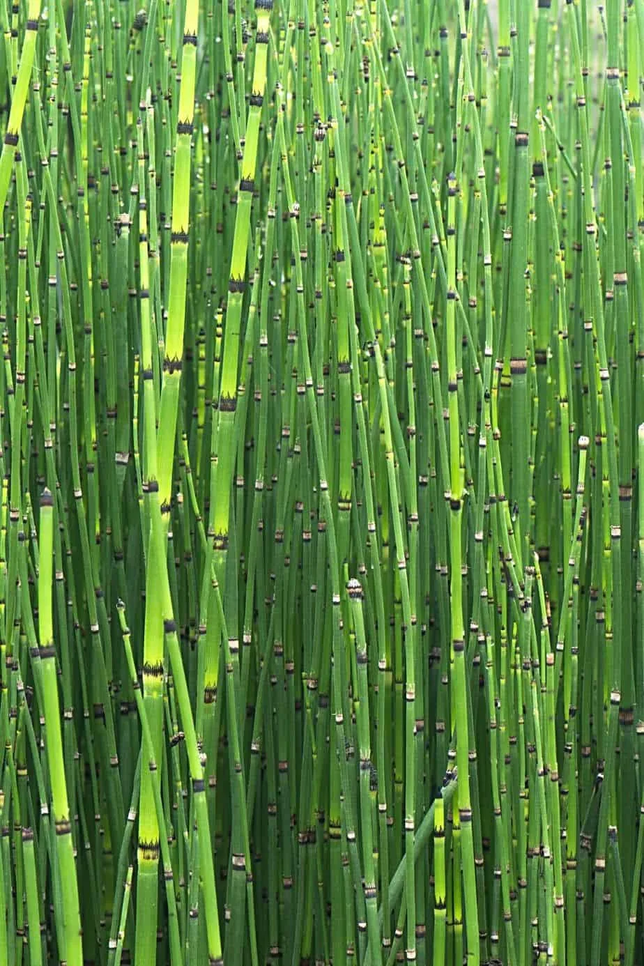 Horsetail, though it's not as attractive as other blooming plants, is another great plant to grow for privacy