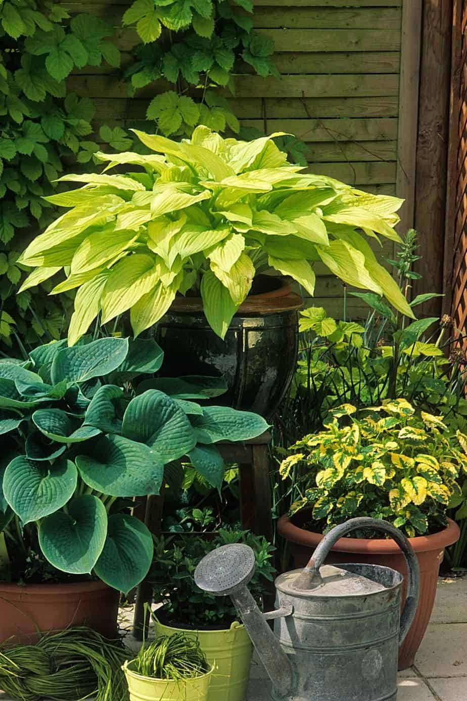 Hosta loves the partial shade that the west-facing side of the house can provide