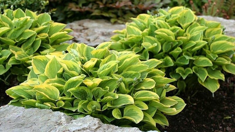 Hosta is another known plants among hobbyists due to their lush green foliage that can thrive in a shaded porch as well