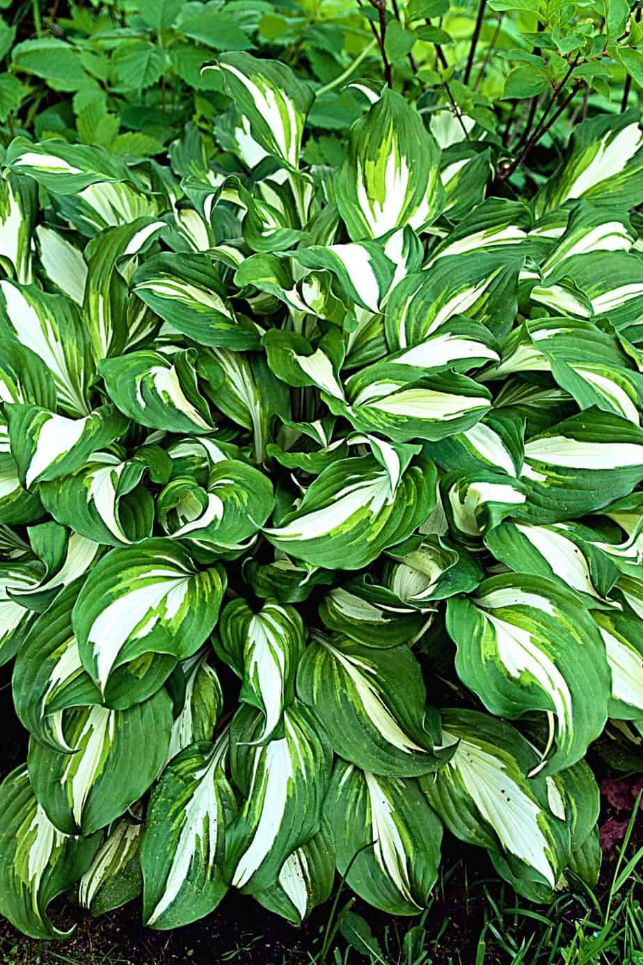 Hosta is a popular USA plant grown in households as it thrives in shady areas like north facing balconies 