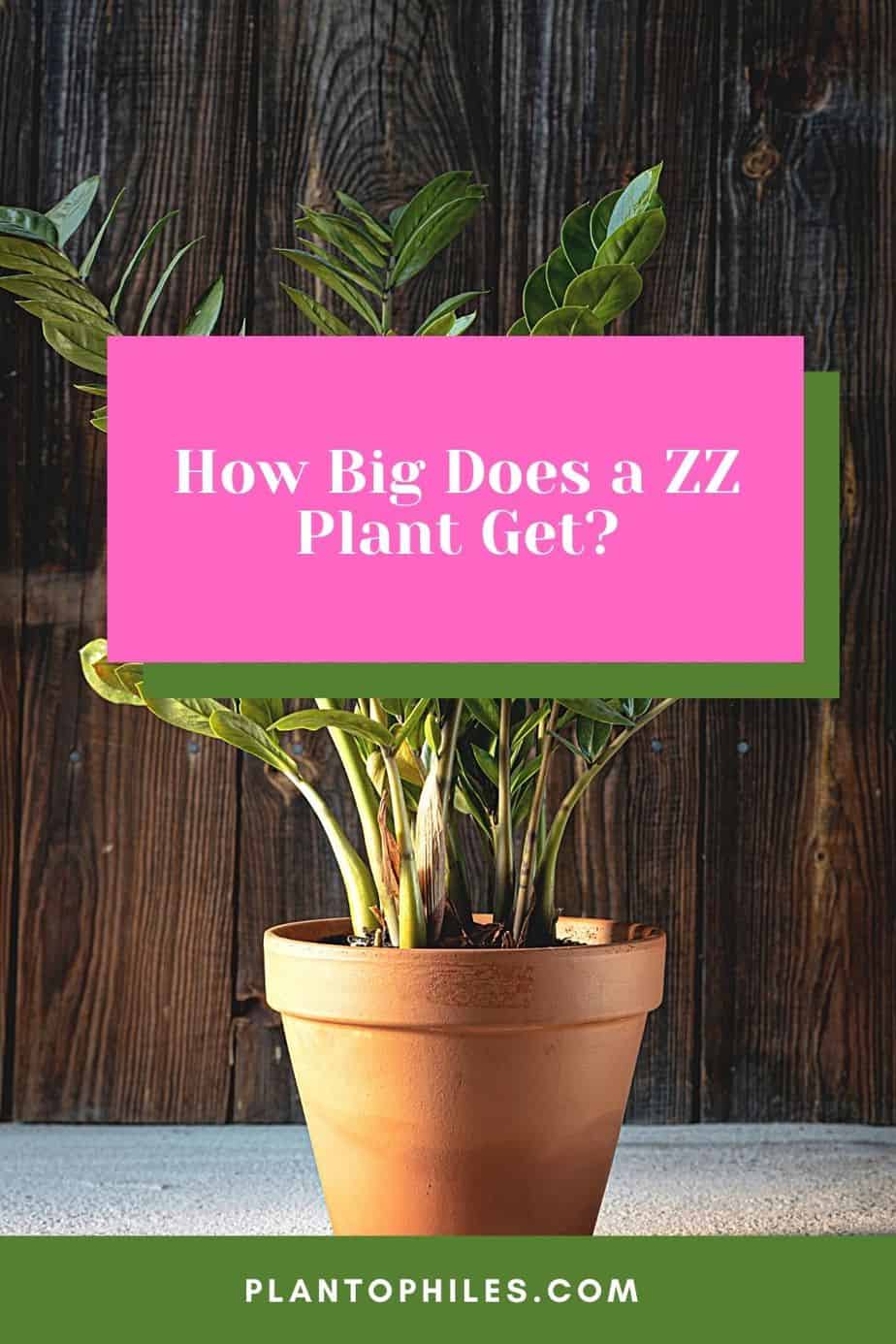 How Big Does a ZZ Plant Get