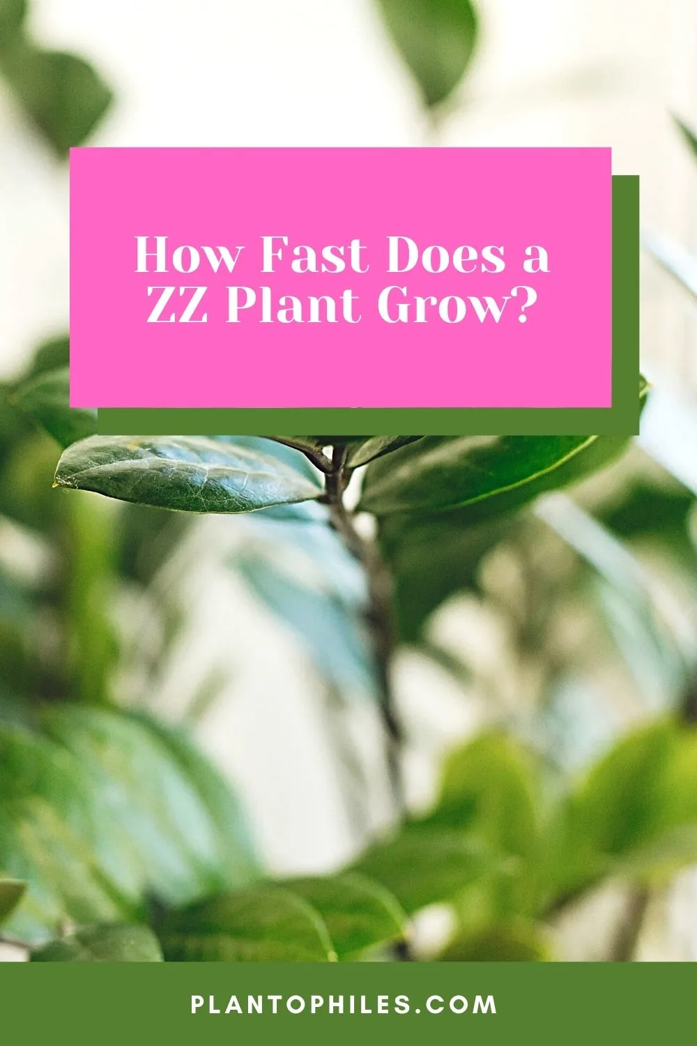 How Fast Does a ZZ Plant Grow?