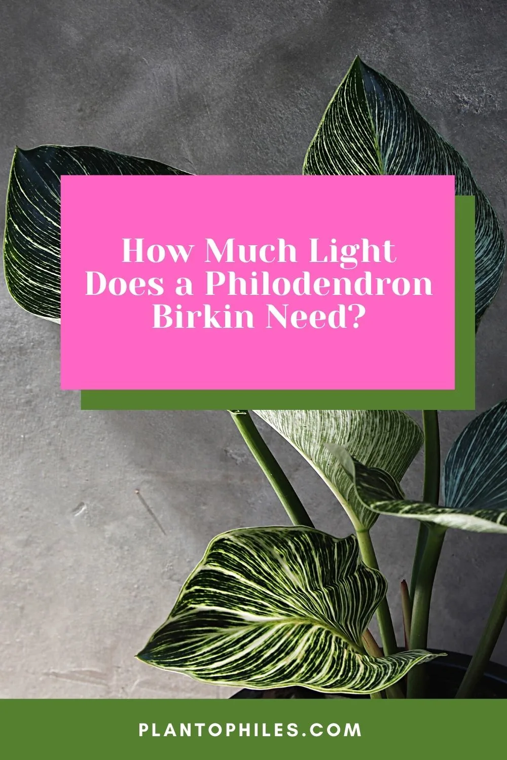 How Much Light Does a Philodendron Birkin Need