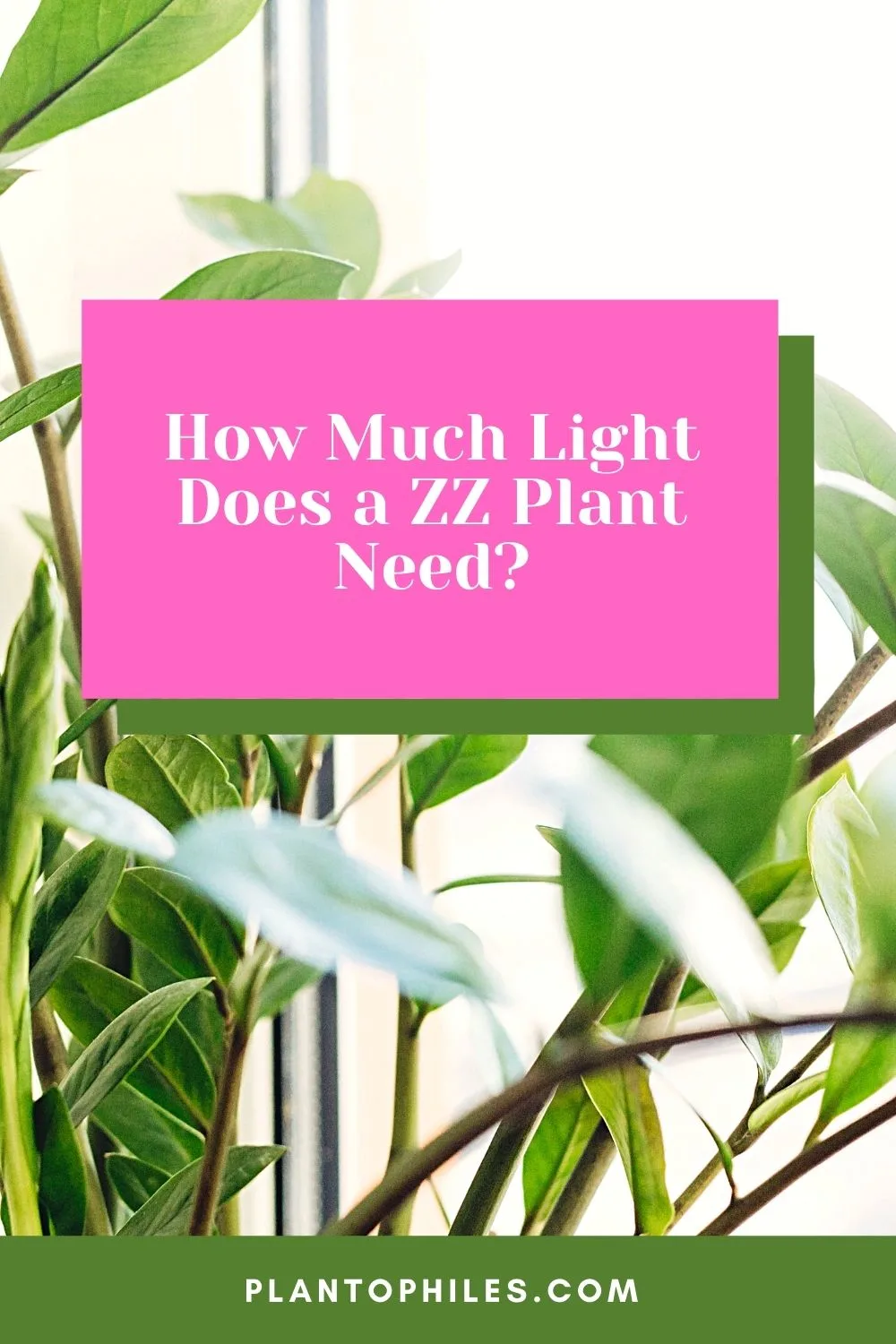 How Much Light Does a ZZ Plant Need?