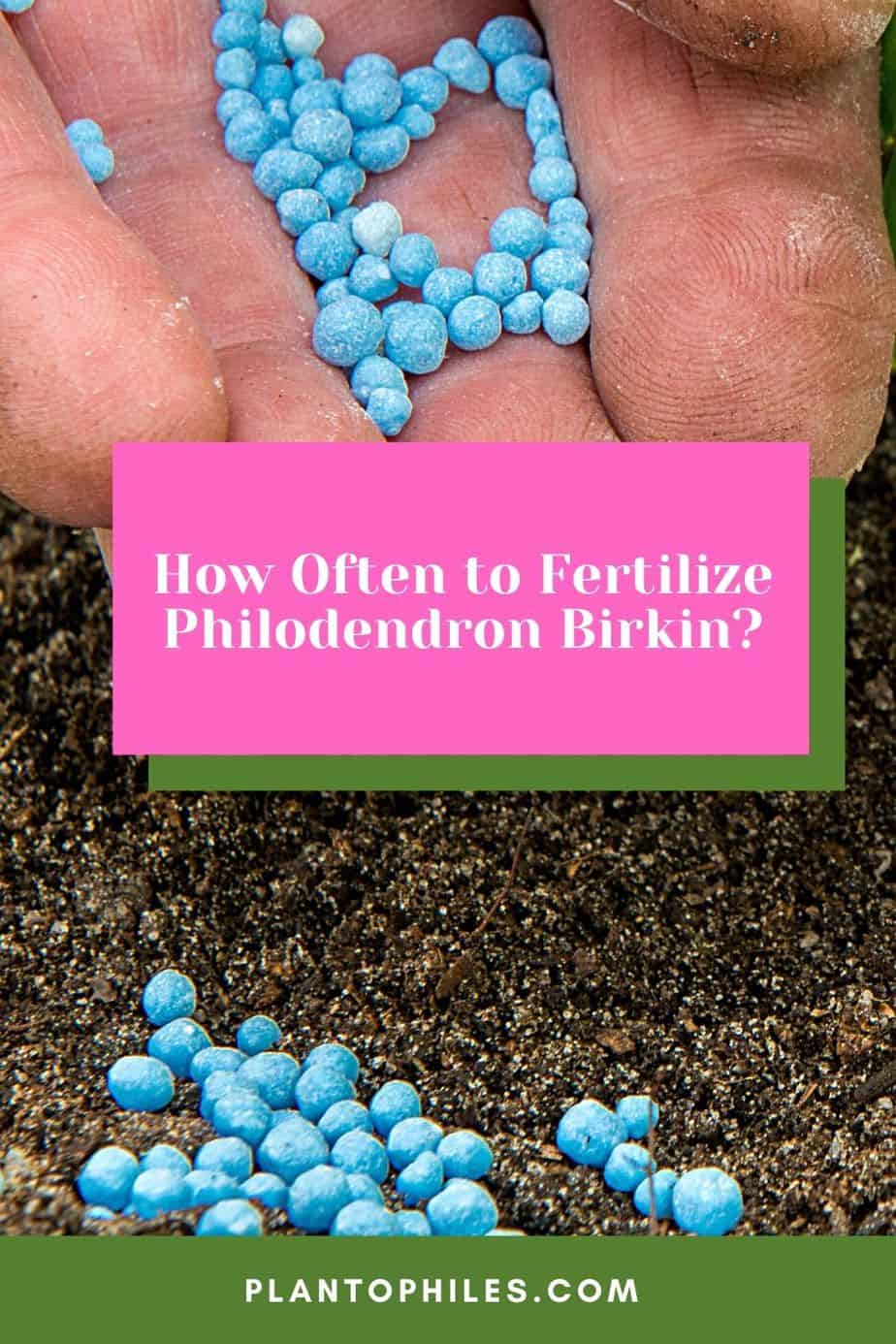 How Often to Fertilize Philodendron Birkin