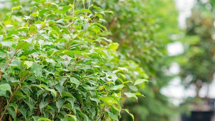 How and When Is an Outdoor Ficus Tree Trimmed? #1 Best Answer