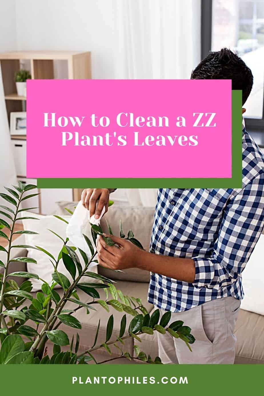 How to Clean a ZZ Plant’s Leaves