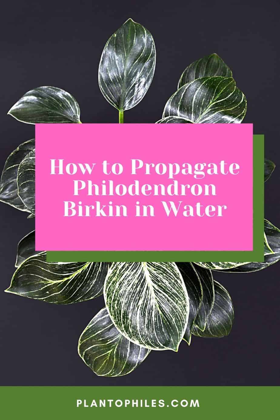 How to Propagate Philodendron Birkin in Water