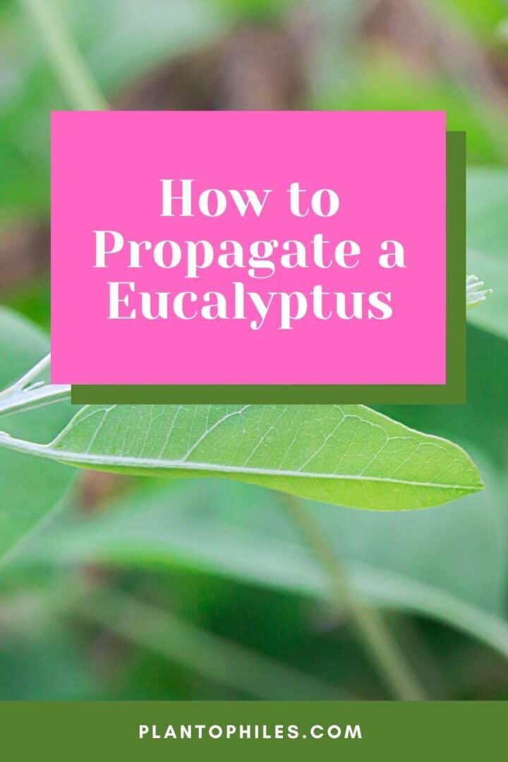 How To Propagate A Eucalyptus 3 Known Methods   How To Propagate A Eucalyptus 1 720x1080 