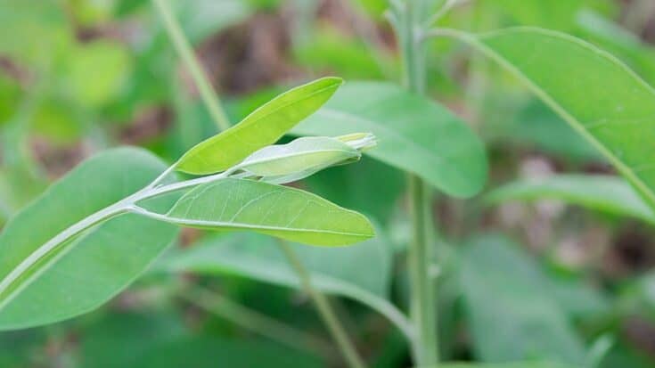 How To Propagate A Eucalyptus 3 Known Methods   How To Propagate A Eucalyptus 735x413 