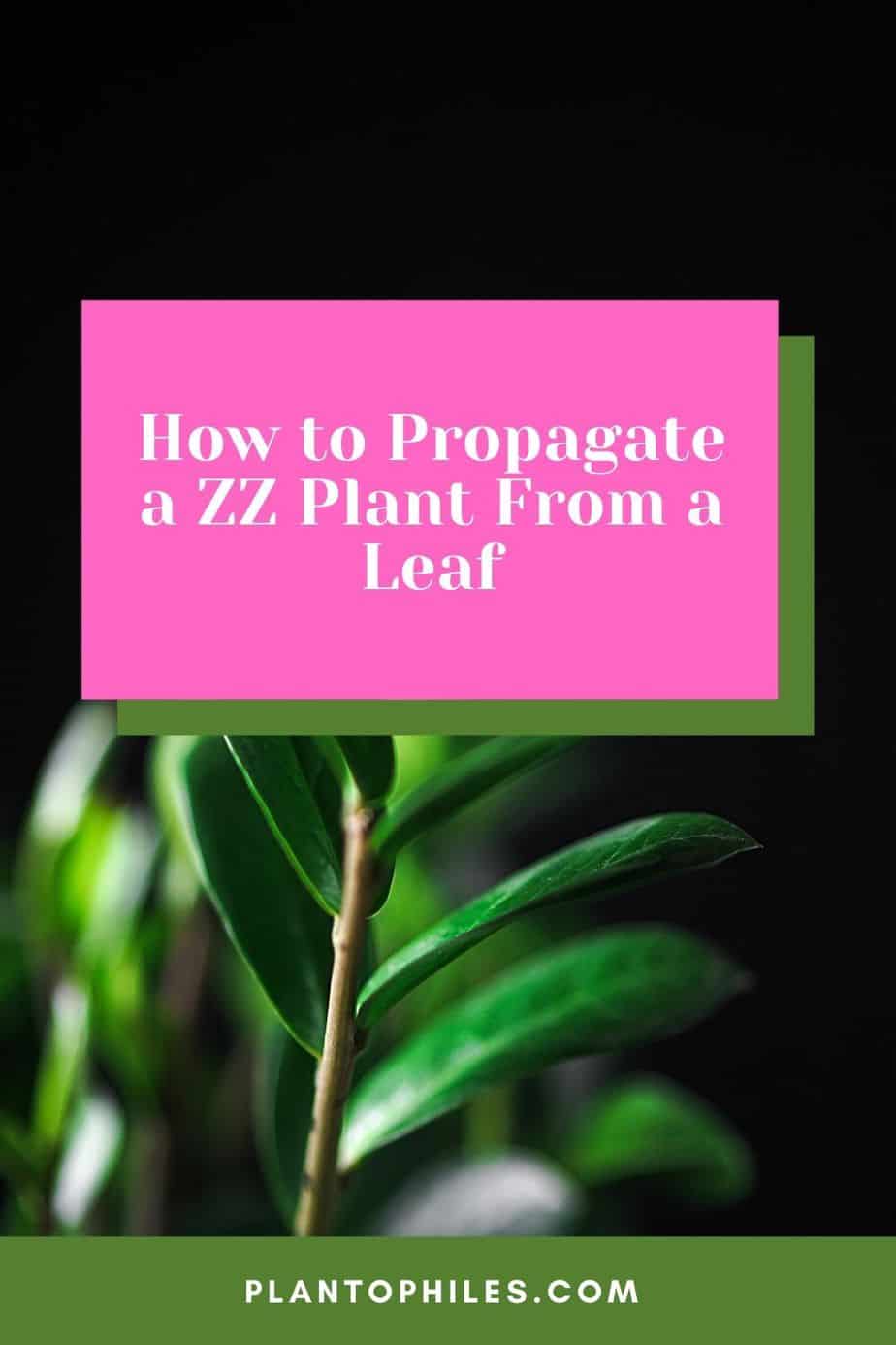 How to Propagate a ZZ Plant From a Leaf