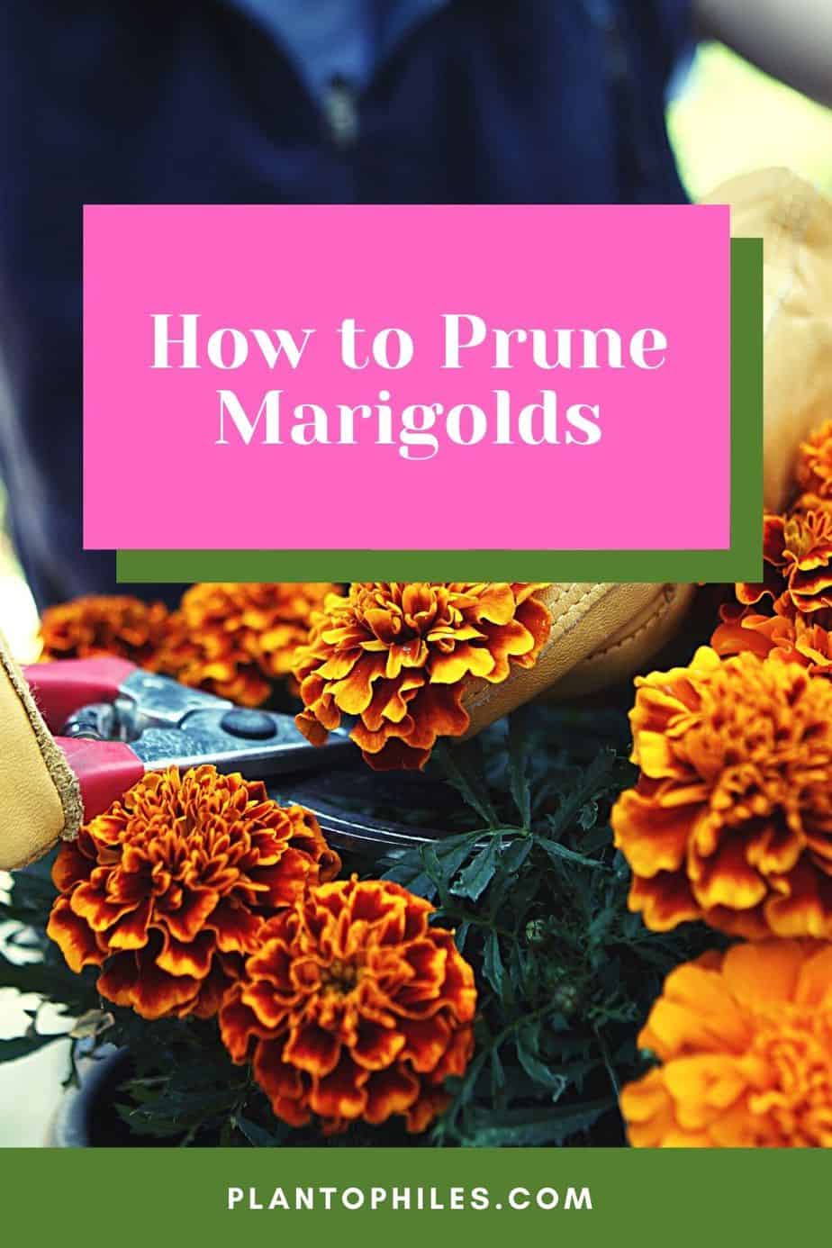 How to Prune Marigolds